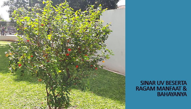 sinar uv Ragam manfaat