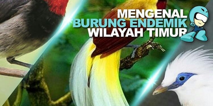 burung endemik indonesia