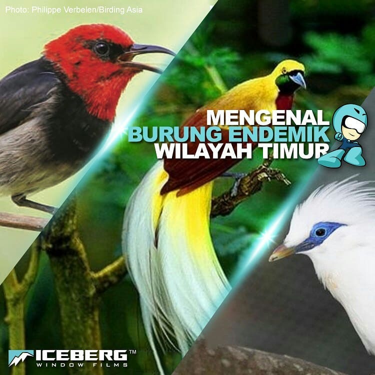 burung endemik indonesia