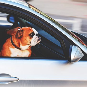 membawa hewan dalam mobil - kaca film iceberg