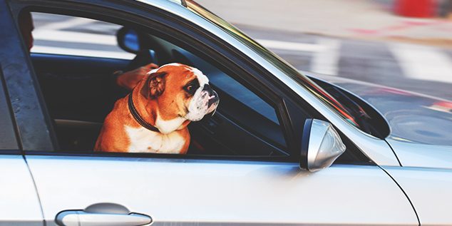 membawa hewan dalam mobil – kaca film iceberg membawa hewan dalam mobil - kaca film iceberg